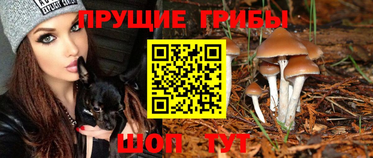 Галлюциногенные грибы Psilocybe Большой Камень